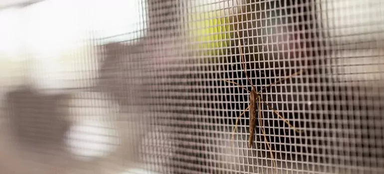 Repair Mosquito Mesh For Windows in Miami, FL